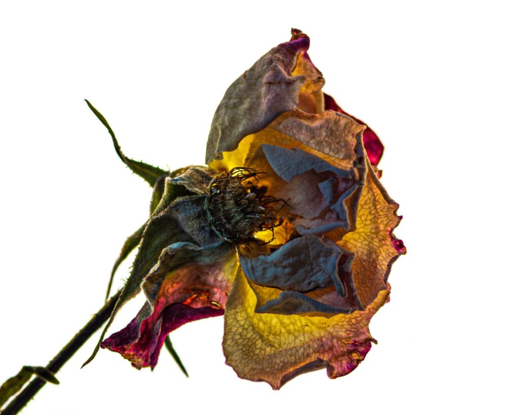 The current image has no alternative text. The file name is: Deathly-Beauty.jpg