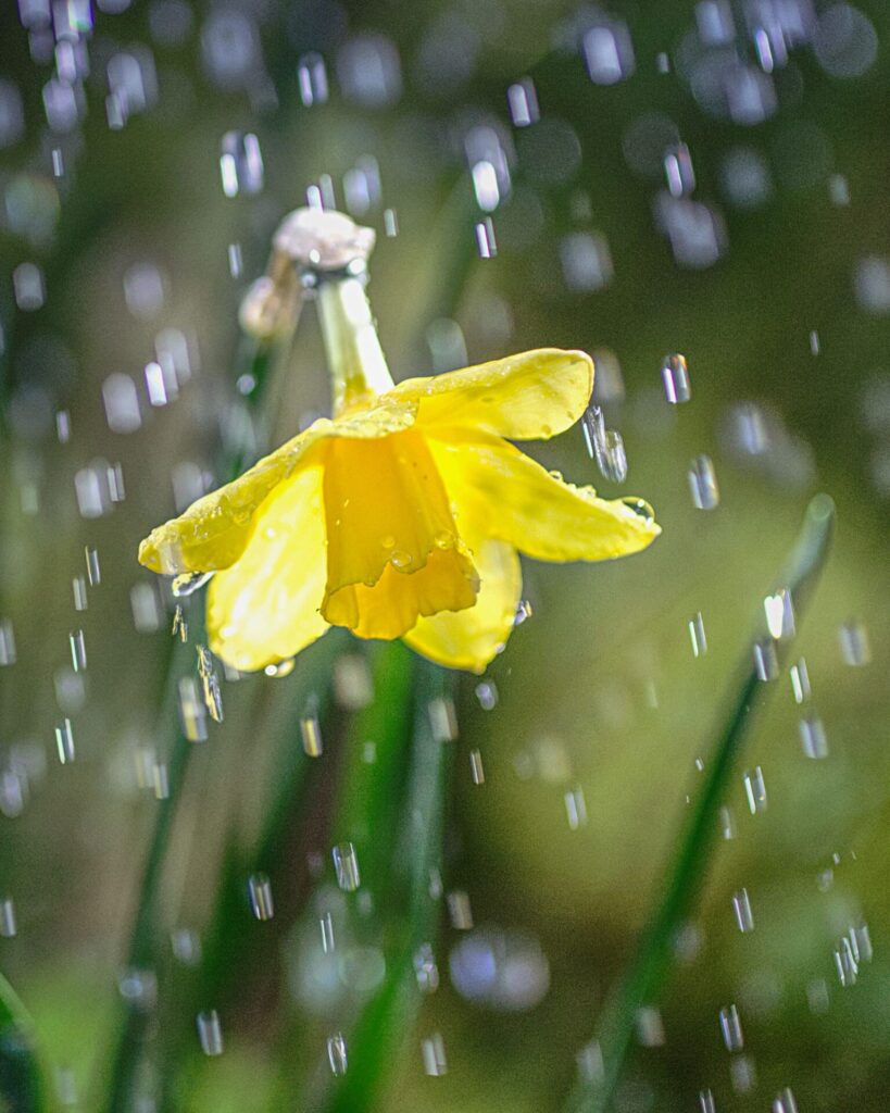 The current image has no alternative text. The file name is: Spring-Shower.jpg
